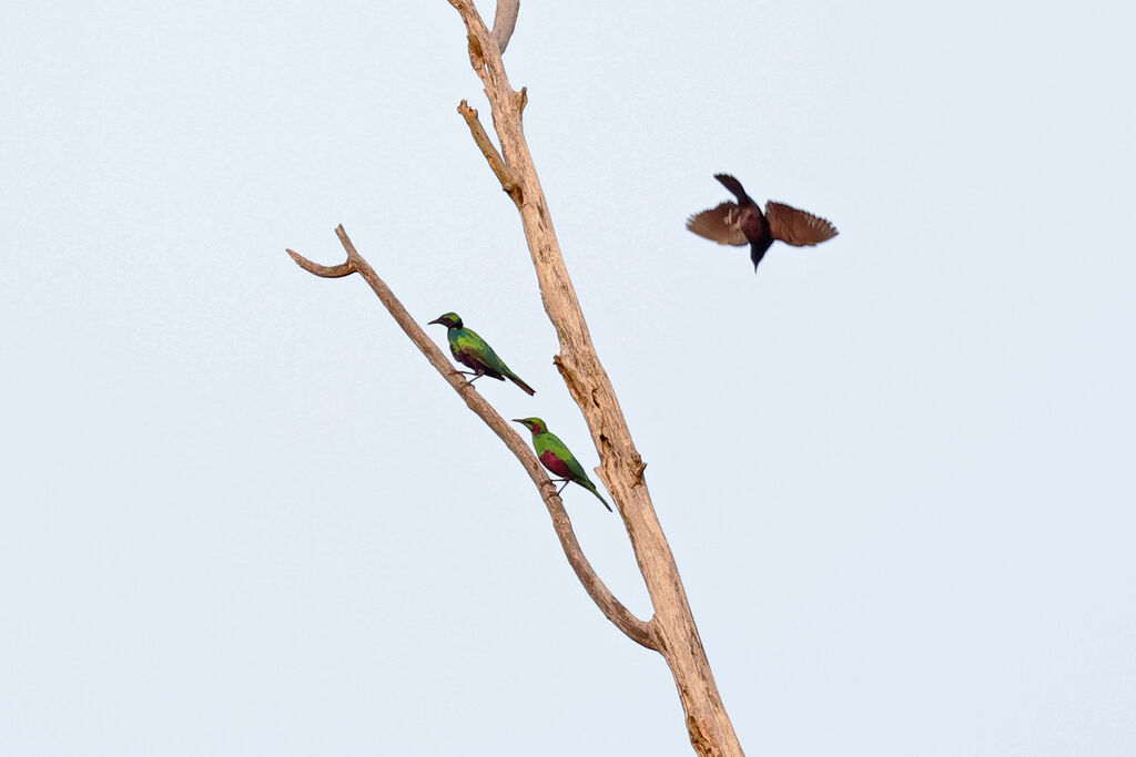 Choucador irisadulte