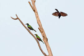 Emerald Starling