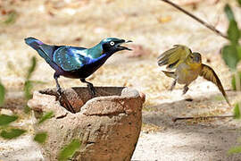 Splendid Starling