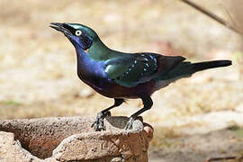 Splendid Starling