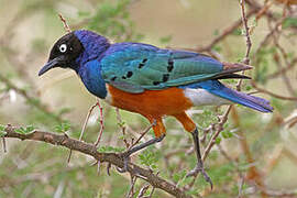 Superb Starling