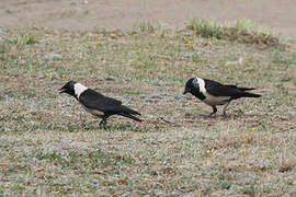 Daurian Jackdaw