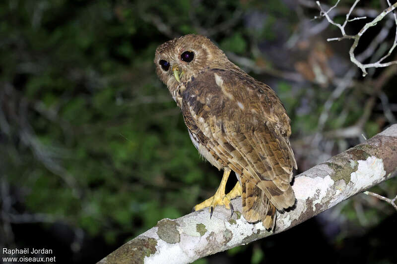 Vermiculated Fishing Owl