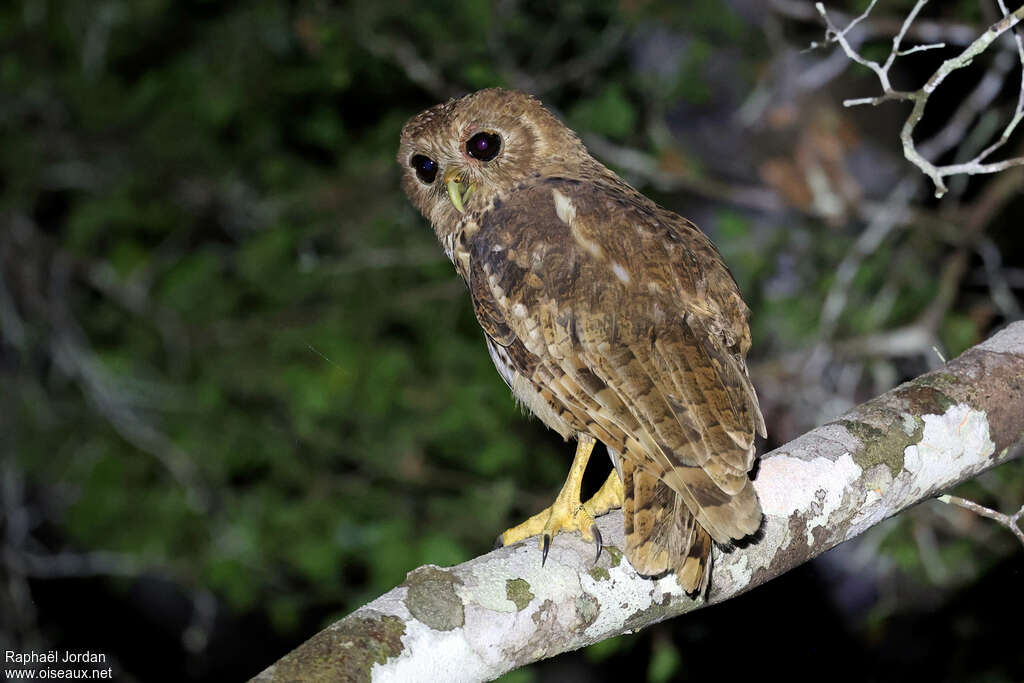 Vermiculated Fishing Owl