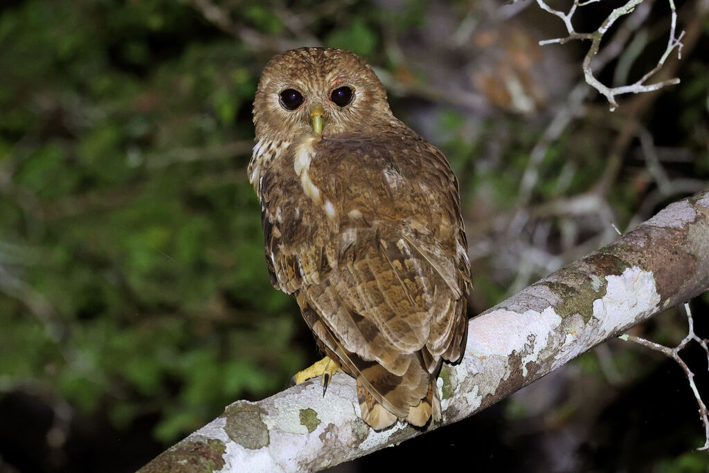 Vermiculated Fishing Owl