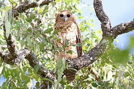 Pel's Fishing Owl