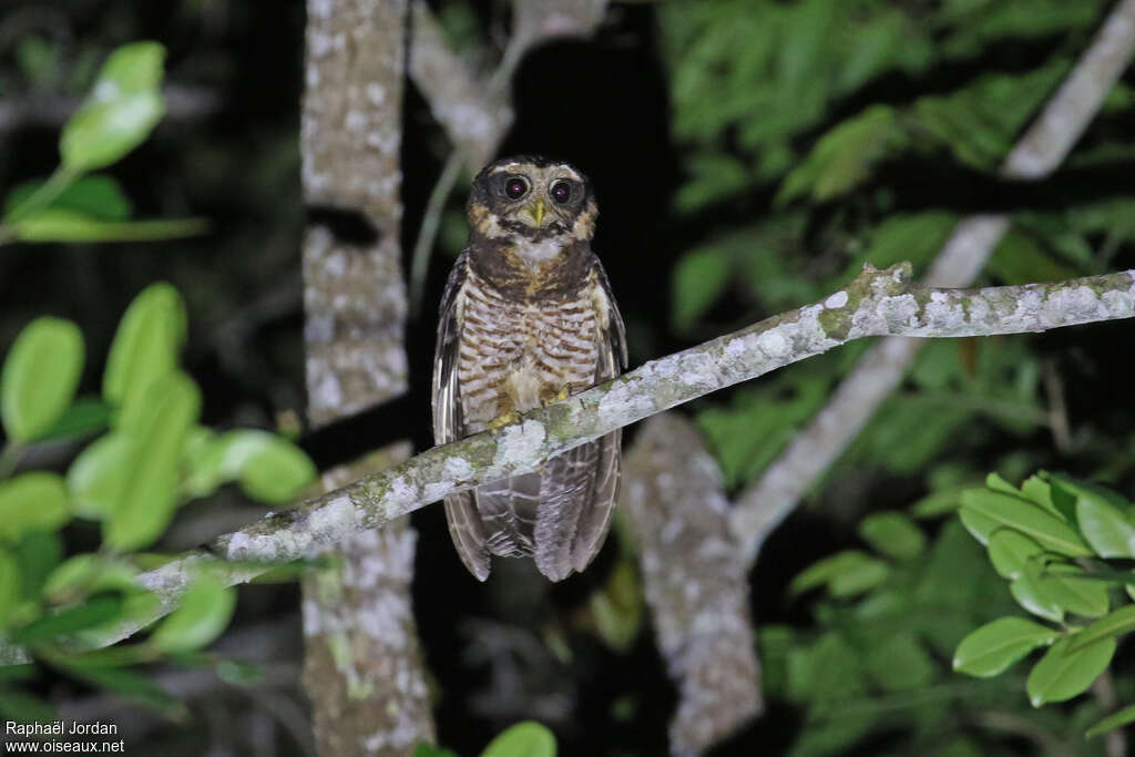 Band-bellied Owladult, habitat, pigmentation