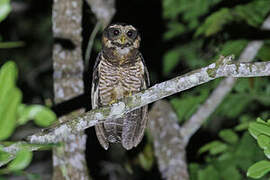 Band-bellied Owl