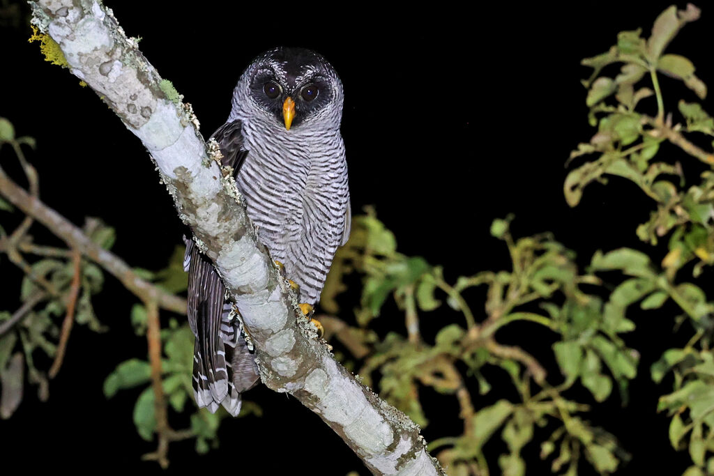 Chouette à lignes noires