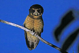 Tawny-browed Owl