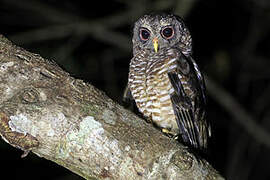 African Wood Owl
