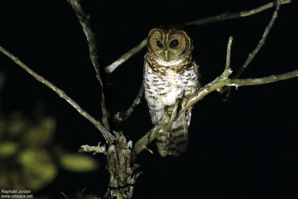 Rusty-barred Owladult