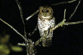 Rusty-barred Owl