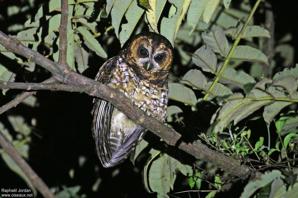 Rufous-banded Owladult, identification