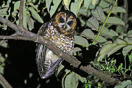 Rufous-banded Owl