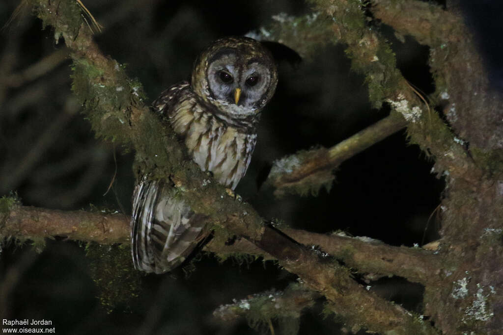 Fulvous Owladult, identification