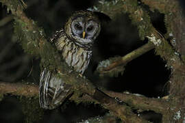 Fulvous Owl