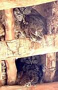 Maghreb Owl