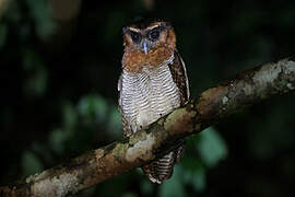 Brown Wood Owl