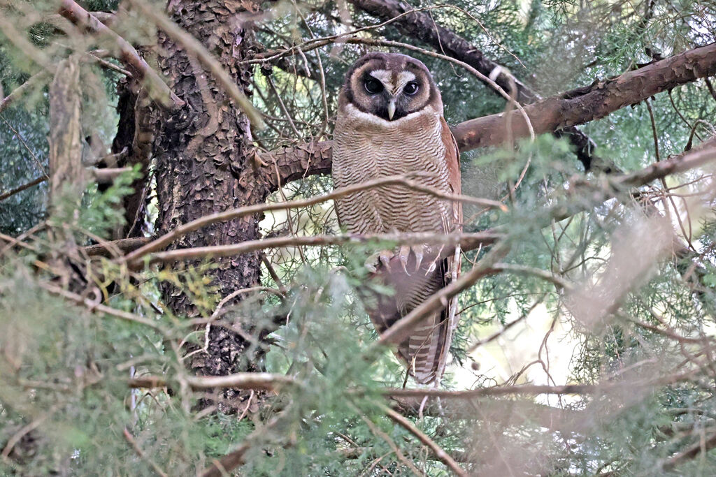 Brown Wood Owl