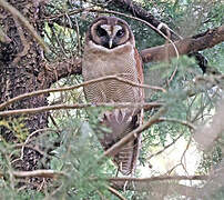 Brown Wood Owl