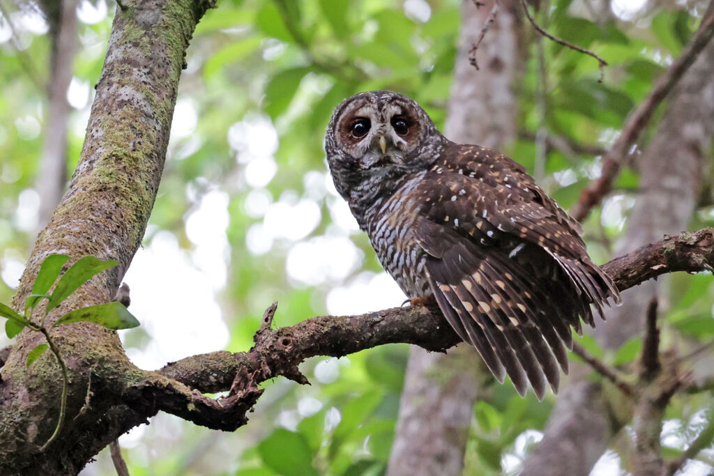 Rufous-legged Owladult