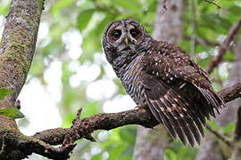 Rufous-legged Owl