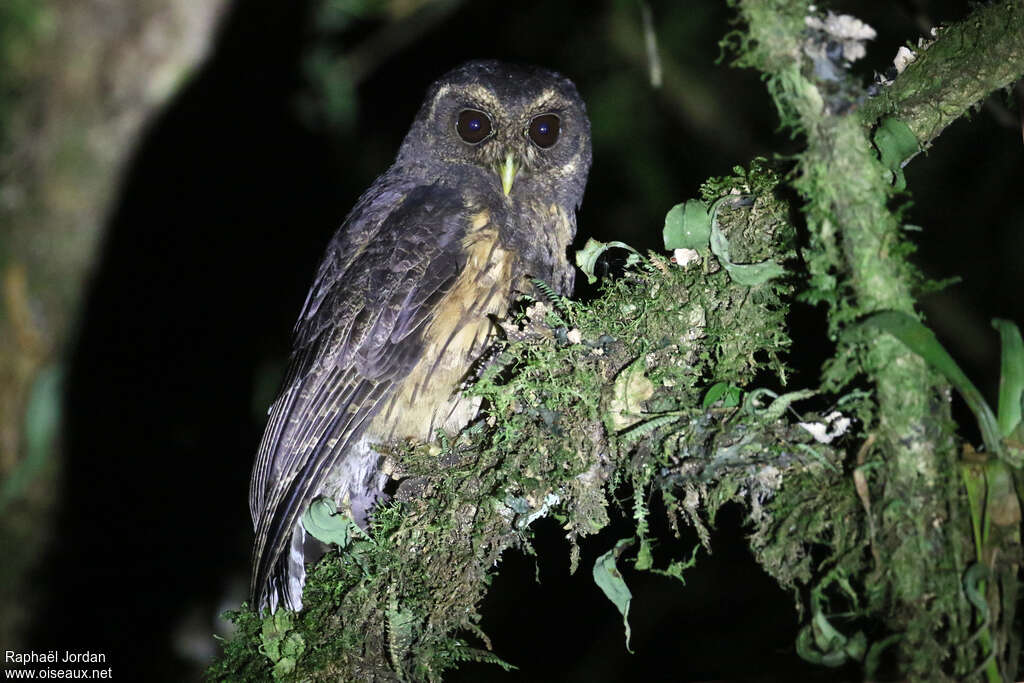 Mottled Owladult, identification