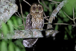 Mottled Owl