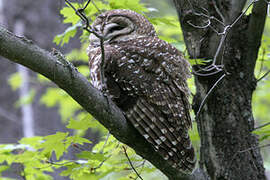 Spotted Owl