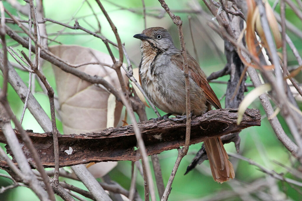 Collared Palm Thrushadult