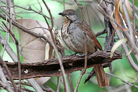 Collared Palm Thrush