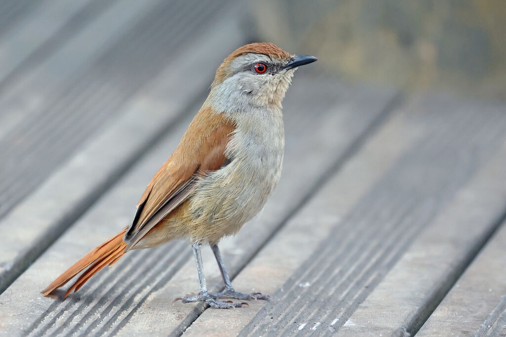 Cichladuse à queue rousse