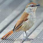 Cichladuse à queue rousse
