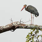 Cigogne de Storm