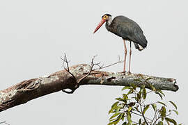 Cigogne de Storm