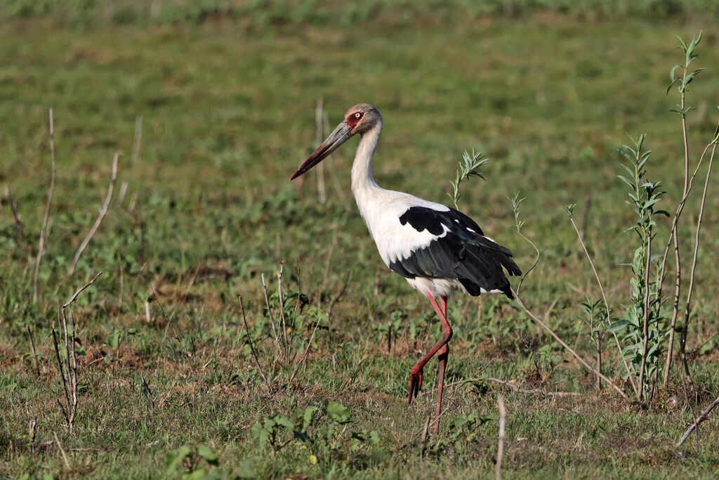 Maguari Stork