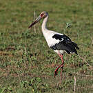 Cigogne maguari