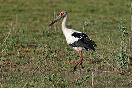 Cigogne maguari