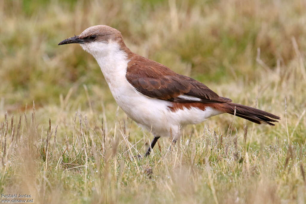 White-bellied Cinclodesadult, identification