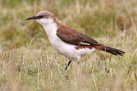 White-bellied Cinclodes