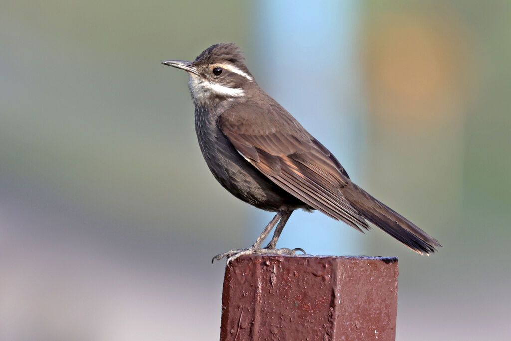 Dark-bellied Cinclodesadult