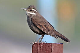 Dark-bellied Cinclodes