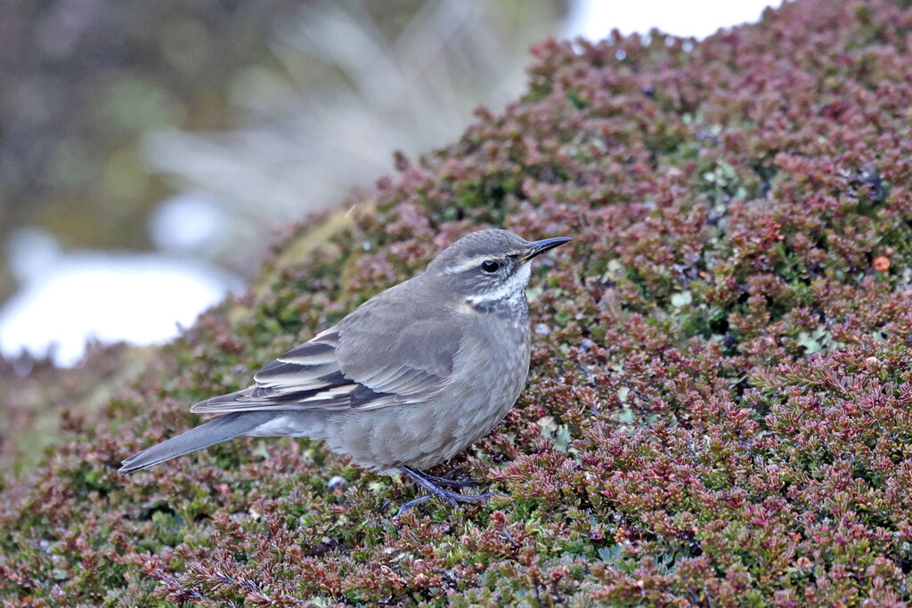 Buff-winged Cinclodes