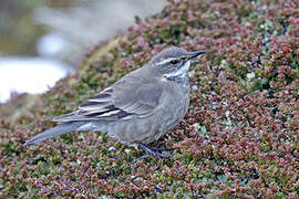 Buff-winged Cinclodes