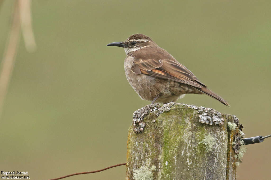 Stout-billed Cinclodesadult, identification