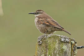 Stout-billed Cinclodes