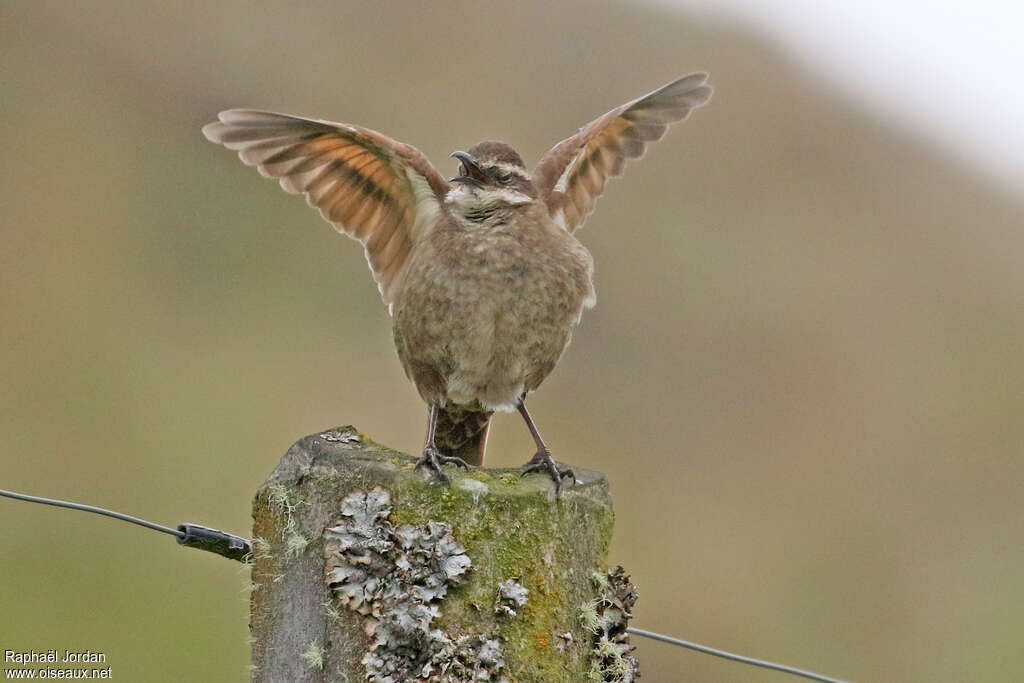 Stout-billed Cinclodesadult, courting display