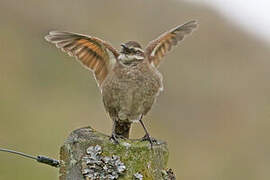 Stout-billed Cinclodes