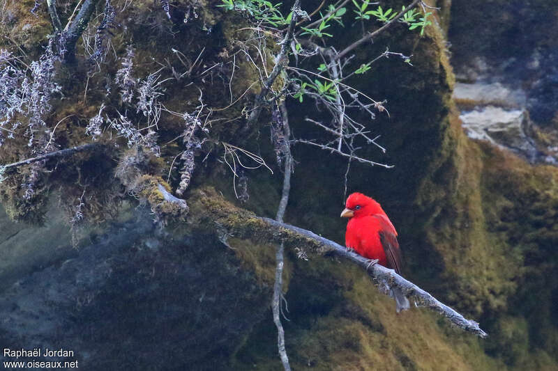 Scarlet Finch male adult breeding, identification